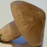 Cap and stem of Entoloma prunuloides