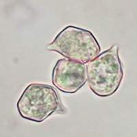 Spores of Entoloma serrulatum