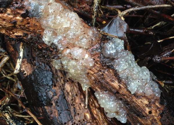 Exidia nucleata, Crystal Brain fungus, growing on dead beech timber