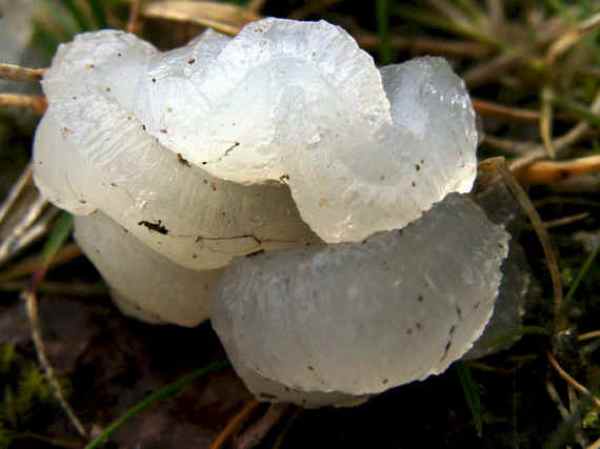 Exidia thuretiana - White Brain fungus, Wales