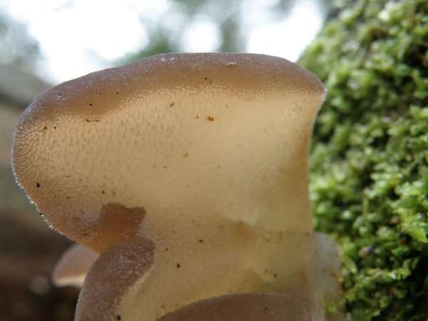 Pseudohydnum gelatinosum - Toothed Jelly Fungus
