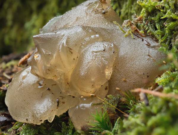 Pseudohydnum gelatinosum - Toothed Jelly Fungus, Hampshire, England - top view