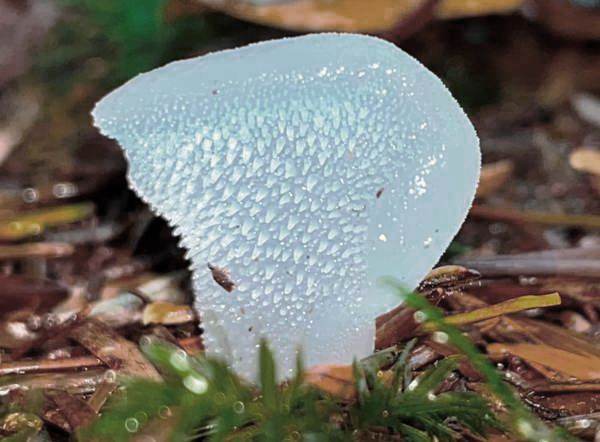 Pseudohydnum gelatinosum - Toothed Jelly Fungus, Republic of Ireland