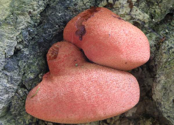Beefsteak Fungus, Gregynog National Nature Reserve, Wales UK
