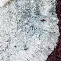 Hairy cap of Cyanosporus subcaesia