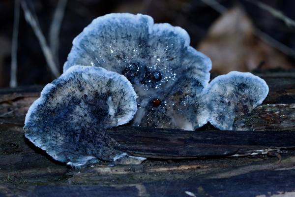 Postia caesia - Conifer Blueing Bracket, on a rotting pine trunk