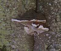 Ganoderma australe on the trunk of a Beech tree