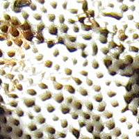 Ganoderma lucidum - pores