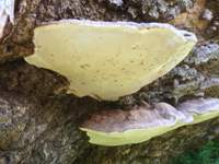 Ganoderma pfeifferi, pore surface
