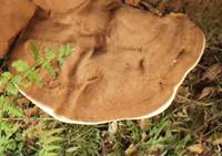 Spore-covered cap of Ganoderma resinaceum