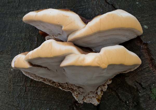 Ganoderma resinaceum, young brackets photographed by David Kelly