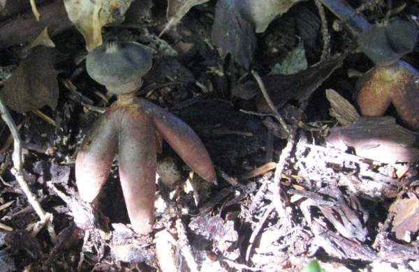Geastrum fornicatum - Arched Earthstar