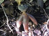 Geastrum fornicatum - Arched Earthstar