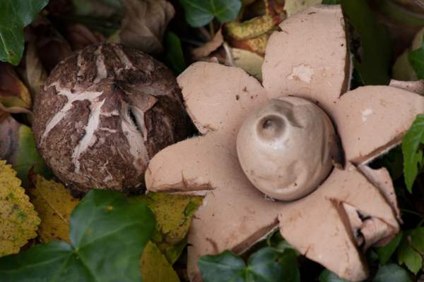 Geastrum triplex, Collared Earthstar - emerging and young fruitbodies