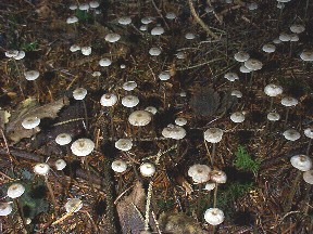 A carpet of woodland fungi