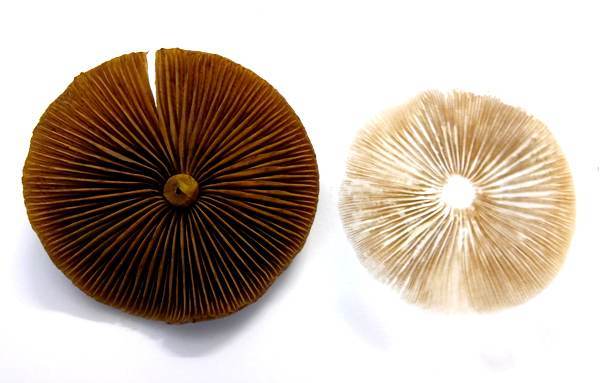 Completed spore print