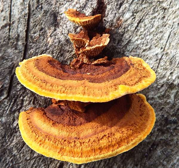 Gloeophyllum sepiarium, Conifer Mazegill, identification