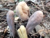 Clavariadelphus pistillaris, Giant Club fungus