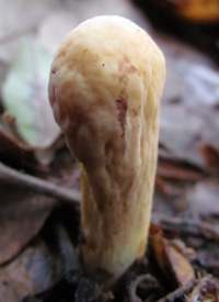 Close-up photograph of Clavariadelphus pistillaris