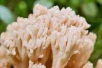Ramaria formosa - closeup of coral tips