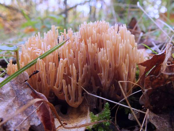 Ramaria stricta - Upright Coral, southern Europe 