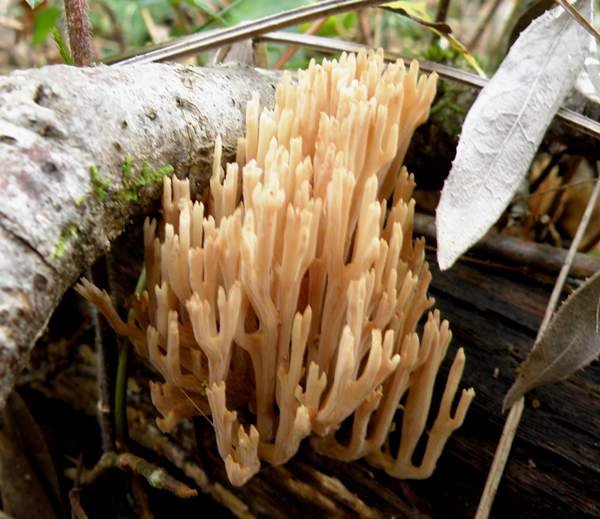 Ramaria stricta - Upright Coral, France