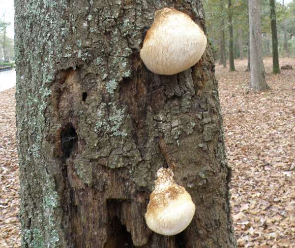 Hericium erinaceus, South Carolina