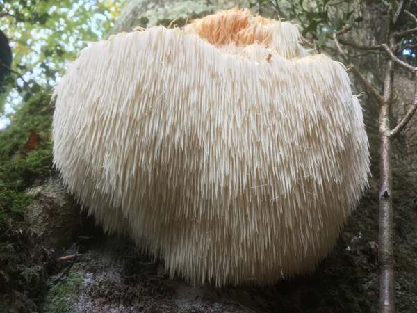 Hericium erinaceus - Bearded Tooth, New Forest, England
