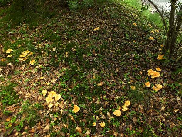Fairy Ring of Wood Hedgehog fungi, Hydnum repandum