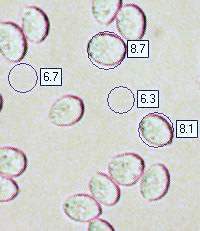 Spores of Hydnum rufescens