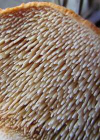 Fertile spines on the underside of a Hydnum rufescens cap