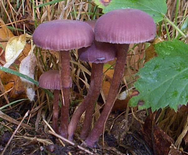 Laccaria amethystina - Amethyst Deceiver, a tufted group 