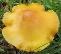 Cap of Hygrocybe acutoconica, the Persistent Waxcap