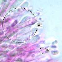 Hygrocybe ceracea basidia