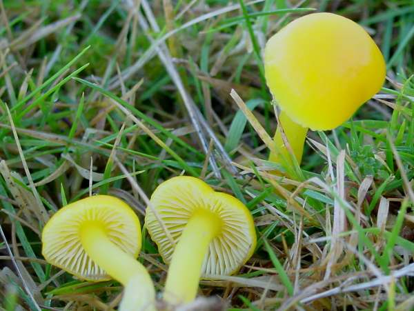 Hygrocybe ceracea - Butter Waxcap, Carmarthenshire