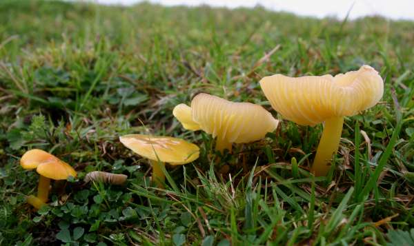 mushroom Golden chlorophana, Hygrocybe Waxcap