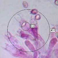 Hygrocybe citrinovirens basidia