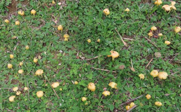 Hygrocybe citrinovirens in northern France, September 2026