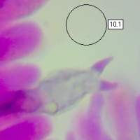 Two-spored basidium of Hygrocybe conica, Blackening Waxcap
