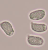 Hygrocybe glutinipes spores