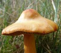 Pale old cap of Hygrocybe punicea
