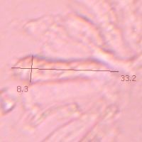 Basidia of Hygrocybe subpapillata