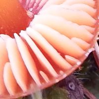 Gills of Hygrocybe subpapillata