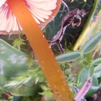 Stem of Hygrocybe miniata