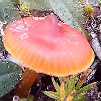 Cap of Hygrocybe subpapillata