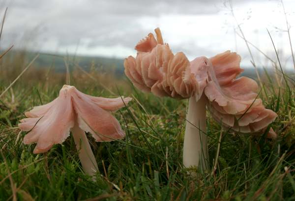 Pink Waxcap fungi