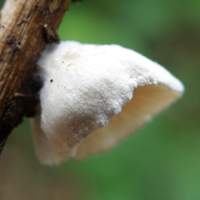 Cap of Crepidotus epibryus