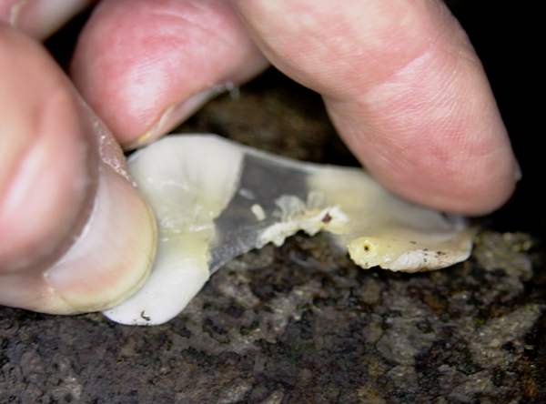 Crepidotus mollis - Peeling Oysterling, view of rubbeery pileas