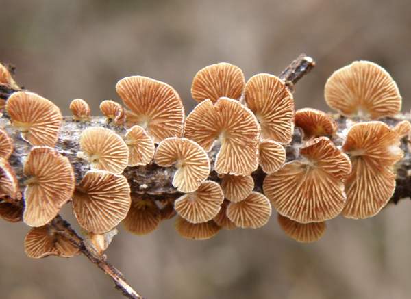 Crepidotus variabilis - the Variable Oysterling with gills covered in mature spores