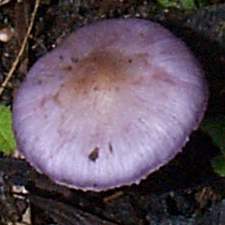 Cap of Inocybe geophylla var lilacina